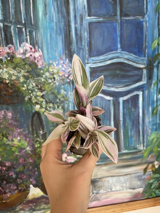Tradescantia Pink Lilac