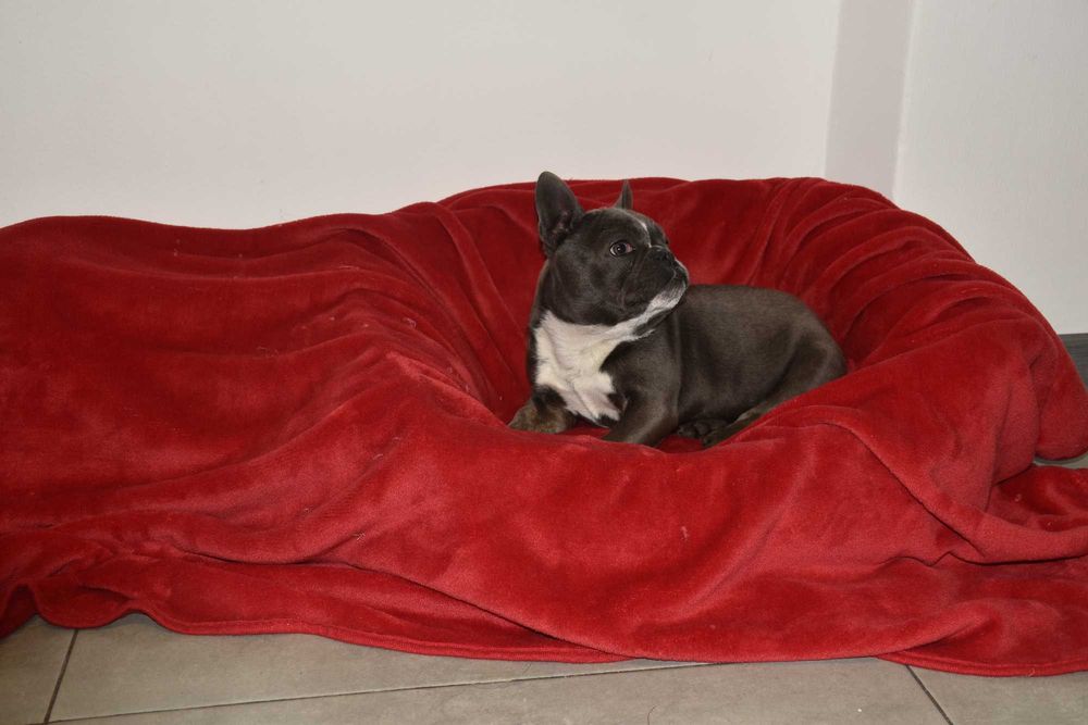 Buldog francuski szczenię blue - PEPPA 4 miesiące aktualna