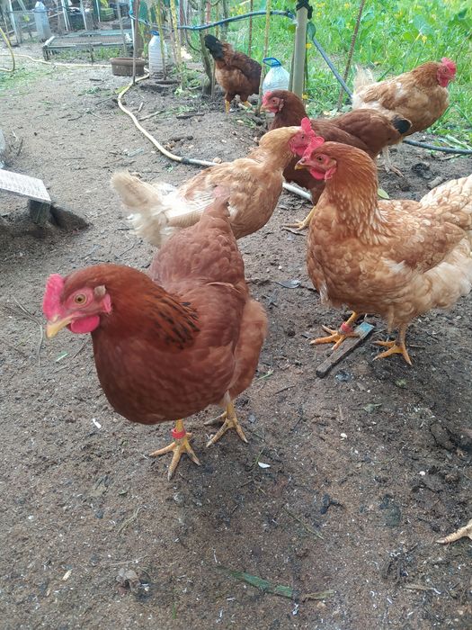 Ovos GALADOS Galinhas Criadas Ar Livre