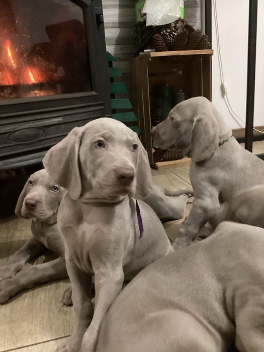 Інтелектуальні цуценята породи Веймаранера/Веймарської Лягавої!