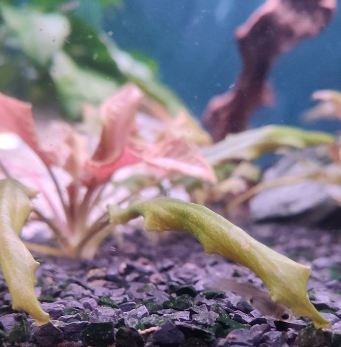 Peixes guppys endler