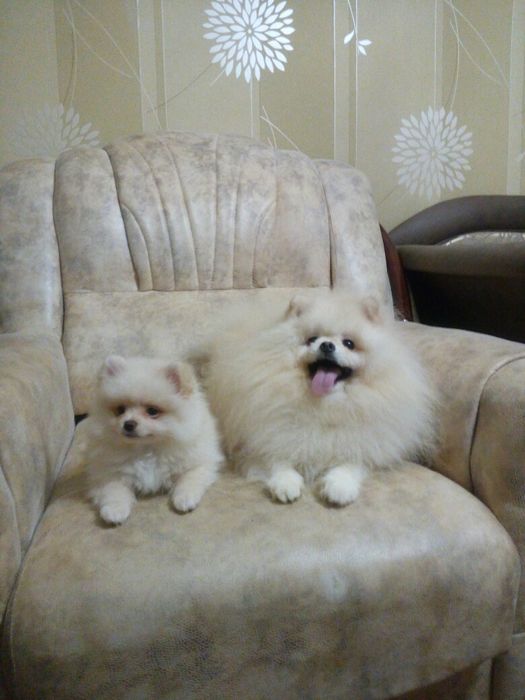 Померанский шпиц, мишка приглашает невест