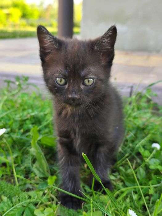 Продам британського котика