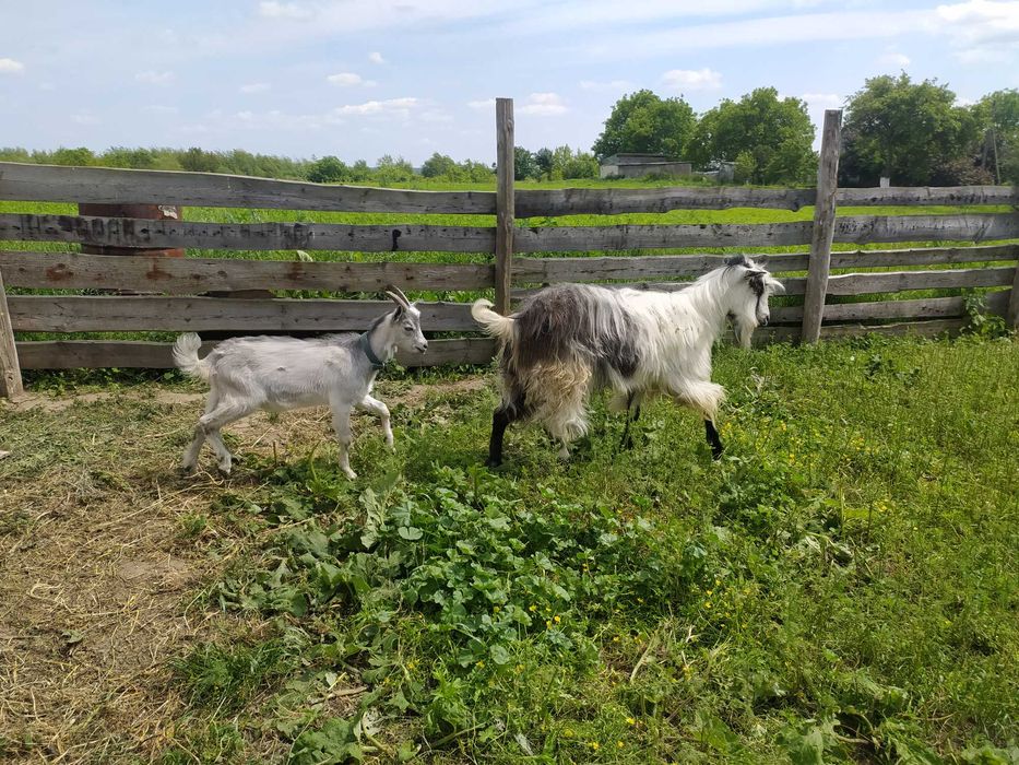 КОЗЕНЯТА хлопчики  продам 3 місяці