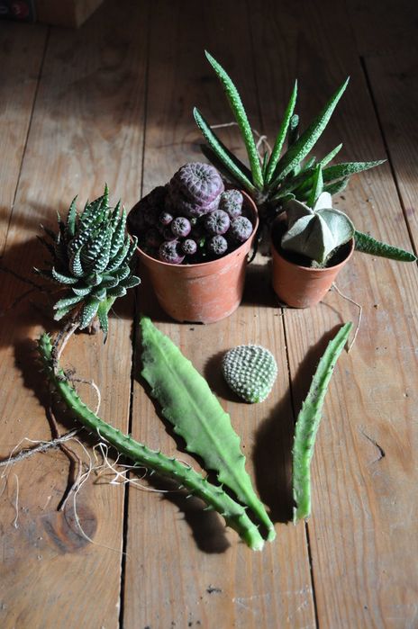 Vários cactos e suculentas entre outra plantas