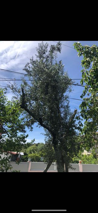 Oliveiras para plantação