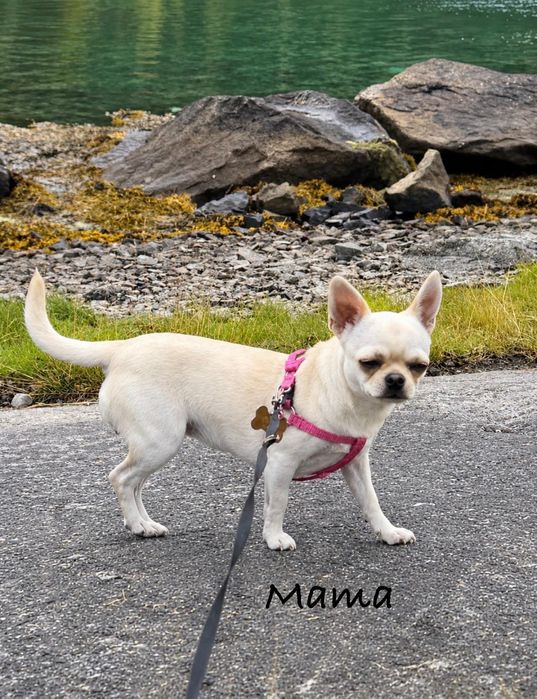 Chihuahua śliczny piesek