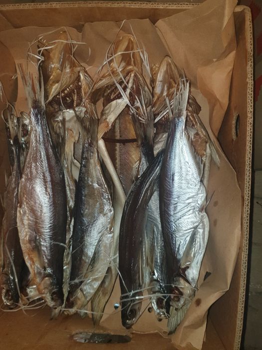 Ікра щуки  дикий вилов  Сушена ікра щучья икра