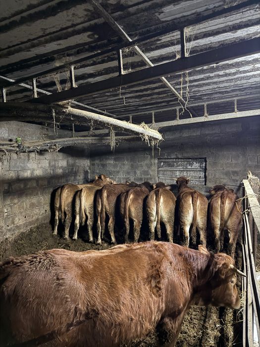 8 Novilhas prontas para abate