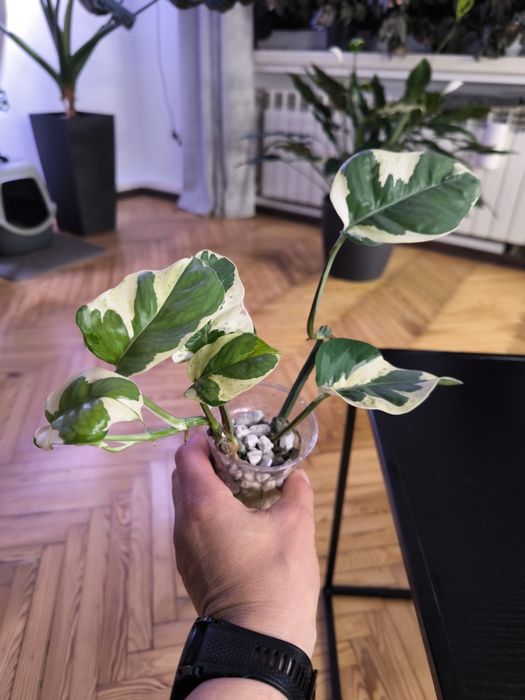 Epipremnum mutation