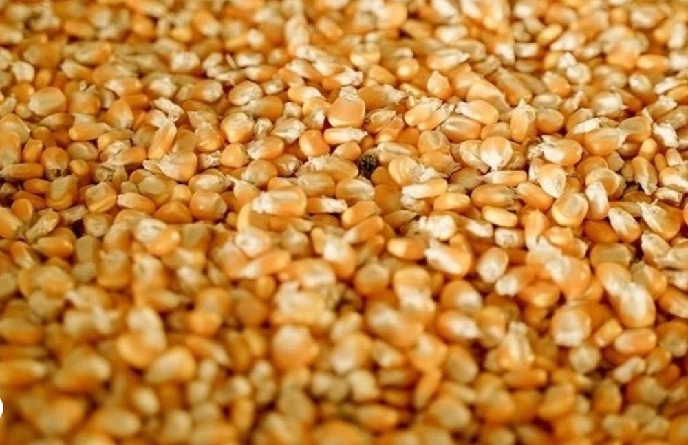 Продам Суху кукурудзу