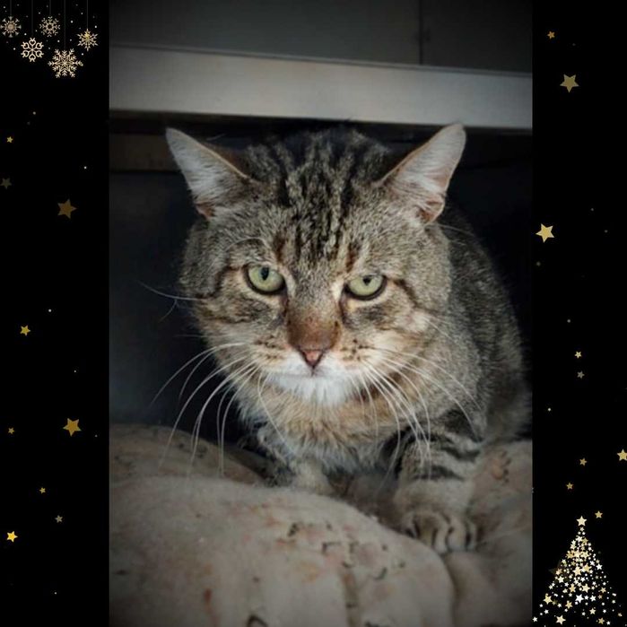 List do Św. Mikołaja – bezdomny kot YOGI / Olsztyn