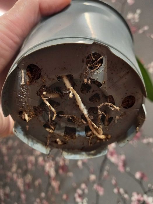 Амариллис гиппеаструм с детками дешево 399 грн