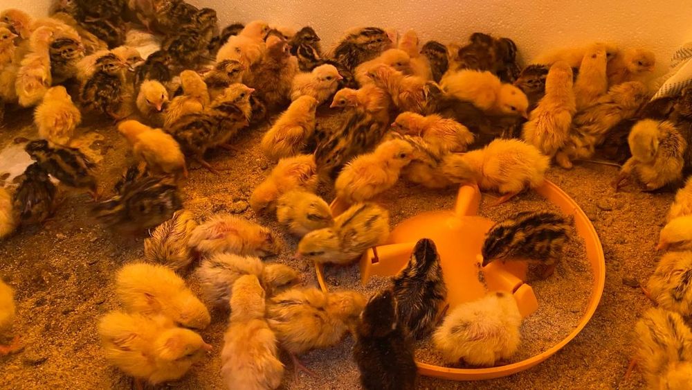 Продам перепілок тижневих