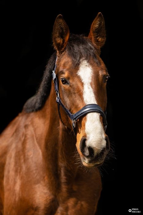 Klacz sp na sprzedaż