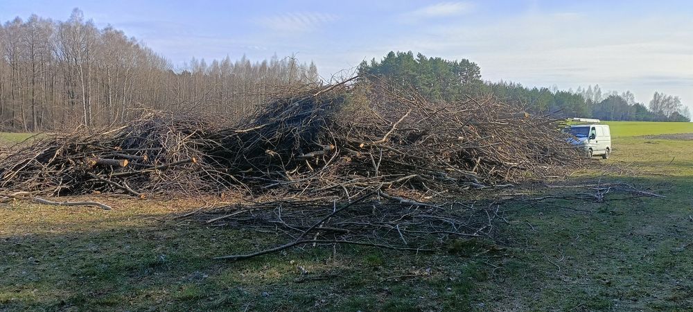 Oddam gałęzie większość osika