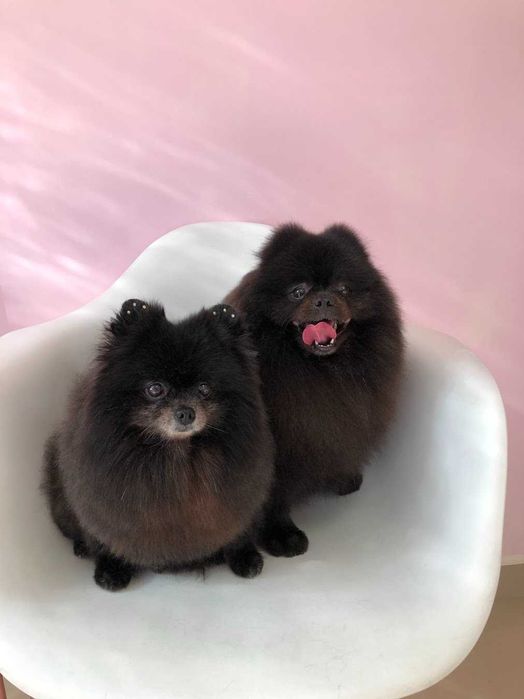 Груминг, стрижка собаки и кота, грумінг, грумер собак и котов