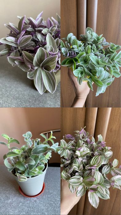 Фікус Амстел кінг/Строманта/Філодендрон