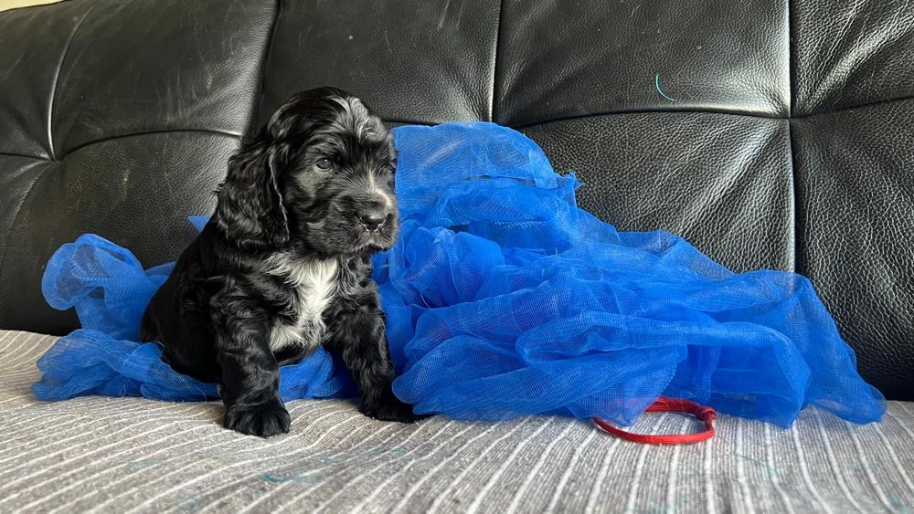 Cocker spaniel inglês