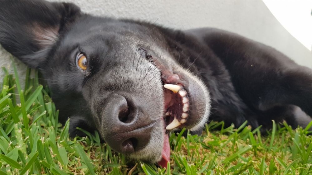 Petsitting e Dogwalking Cascais64683975164803121