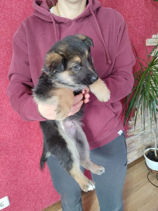 Продам цуценят Німецької вівчарки