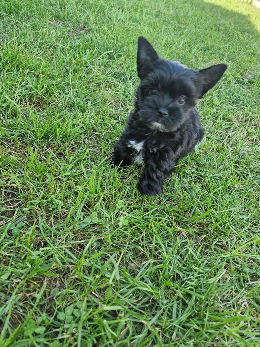 Yorkshire Terrier Piesek Gotowy do Odbioru