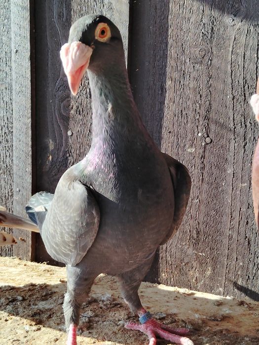 Gołębie rzeszowskie