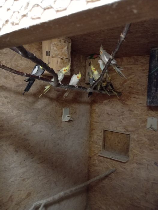 Nimfy z zeszłego roku