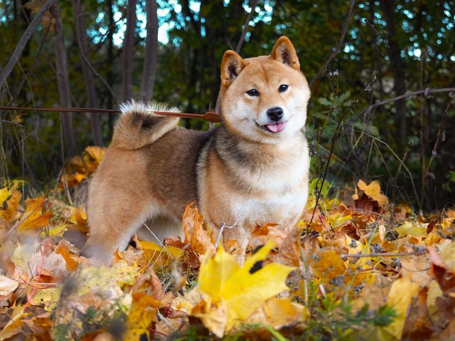 NATSUMI suka sunia shiba inu FCI ZKwP Gotowa do odbioru