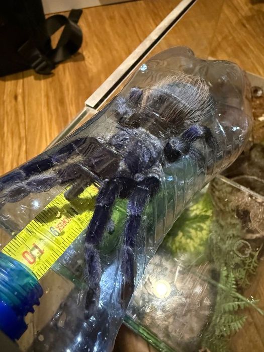 Pterinopelma Sazimai Samica 6,5DC