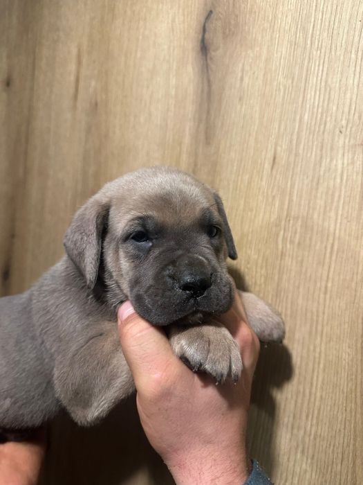 Formentino szczeniak Cane Corso szczeniaczek mocni rodzice z rodowodem