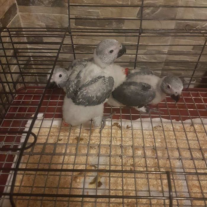 Papagaios cinzento