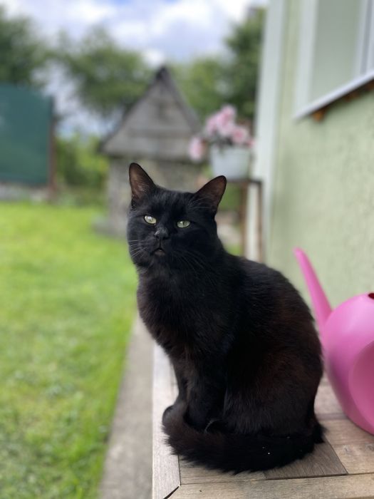 котик чорний в добрі руки