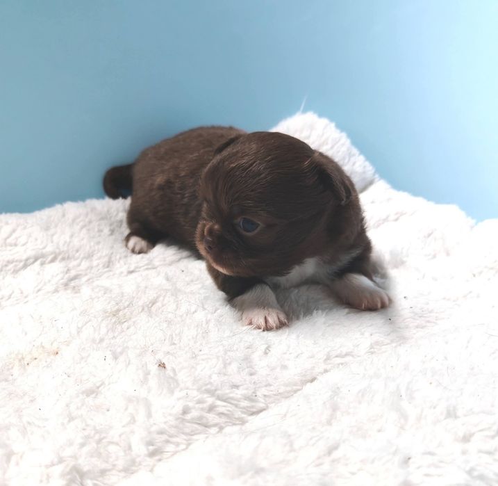 Chihuahua  Macho pelo longo