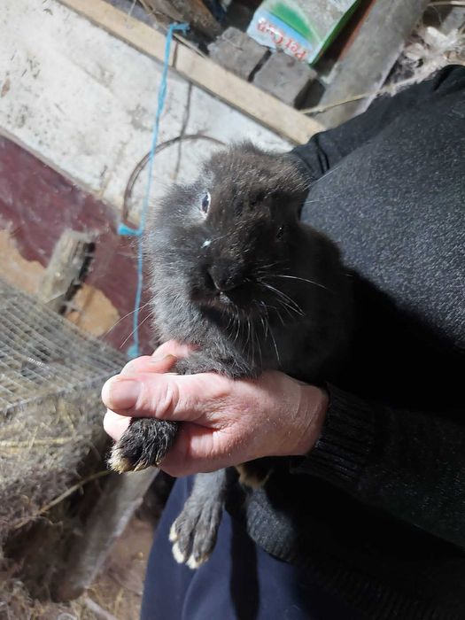 Coelhos de estimação