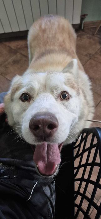 Misiek łagodny pies husky adopcja