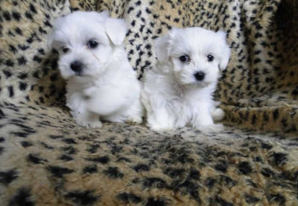 Maltańczyk Piesek Maltańczyka z Rodowodem