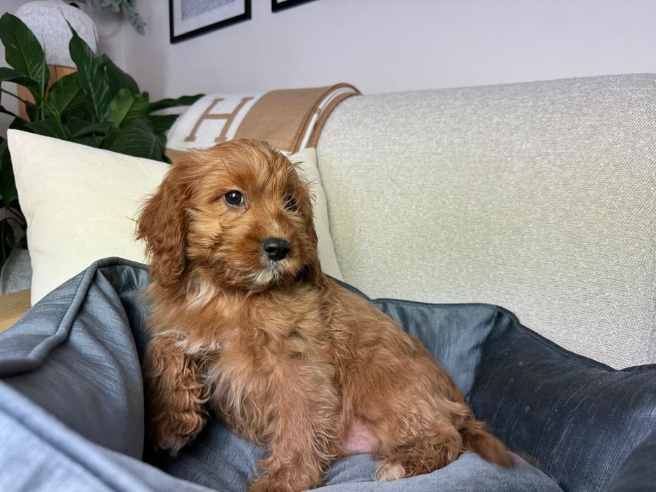 cavapoo szczeniak gotowy do odbioru