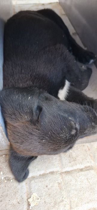 Doacao cachorros