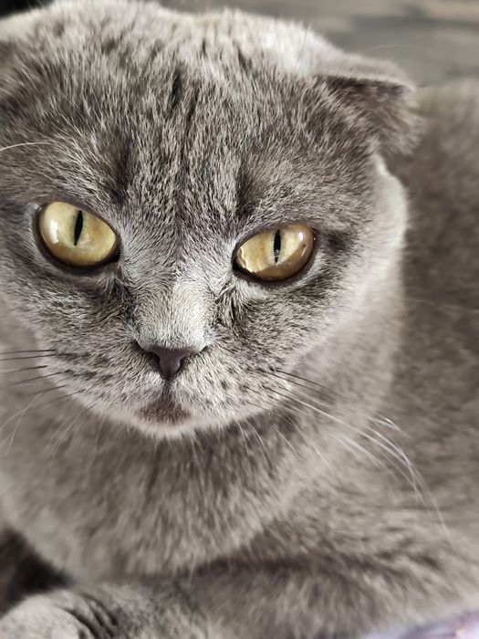 Бронювання кошенят