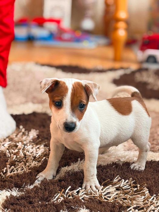Piesek Jack Russell terrier