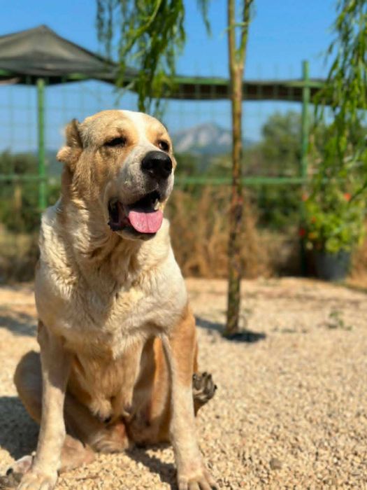 Pati - owczarek azjatycki, suka do adopcji