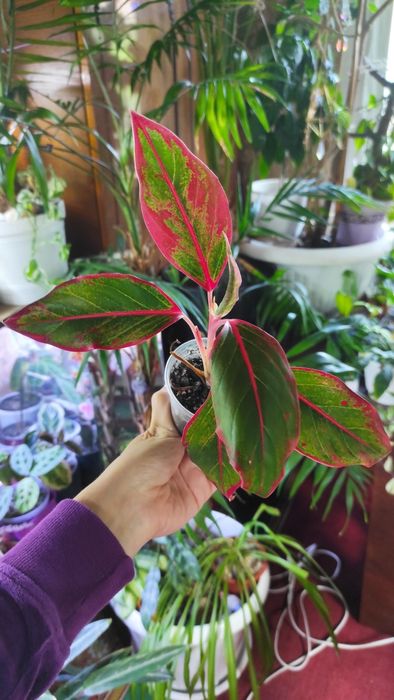 Аглаонема, еписція, кордиліна