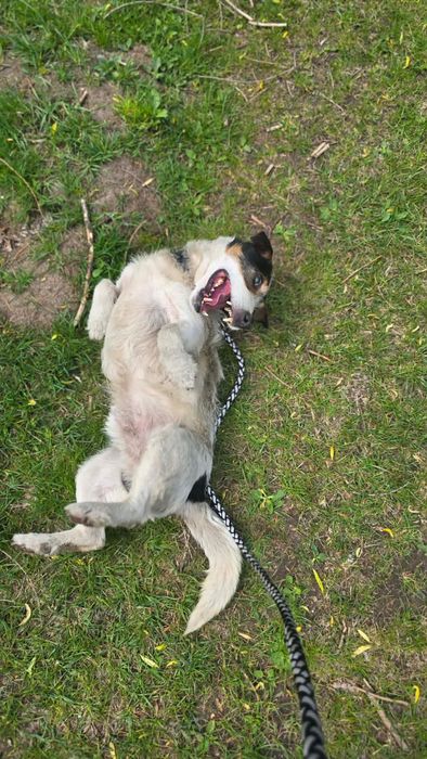 Ferdek psi senior do adopcji