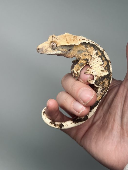 Gekon orzęsiony samoca harlequin mozliwosc kupna z terrarium
