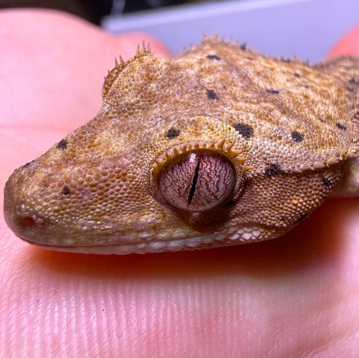 Gekon orzęsiony Dalmatian Brindle 12g