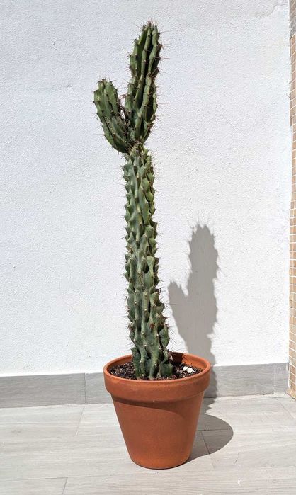 Cato Colunar Grande – 110 cm – Vaso de Terracota Incluído