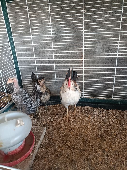 Cocós Mini Filhos e Serama.