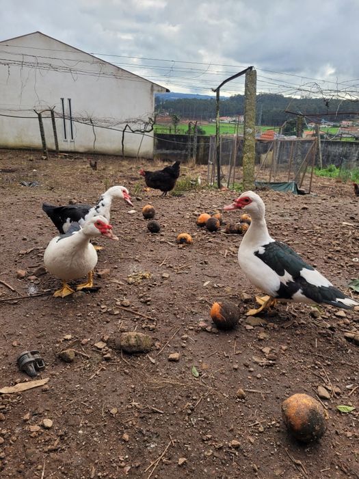 Ovos de patos mudos galados