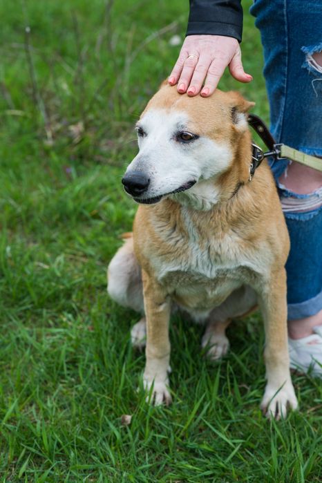 Ася шукає дім та сім'ю